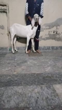 2 dant khassi Bakra for qurbani