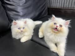females kitten piki bloodline (eid offer)