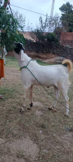 pahari Bakra