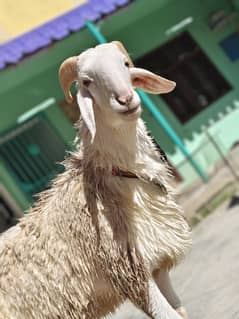 dumba