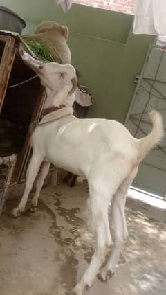 Eid ka lia