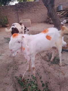 Bakra Ander for sale in Sargodha club Road Sargodha