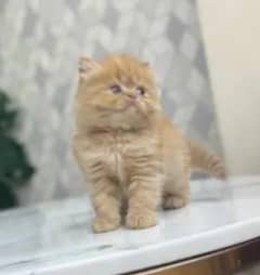 light brown Persian kittens for sale