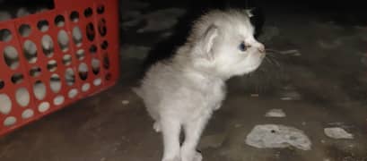 Cat Sell