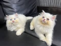 Persian