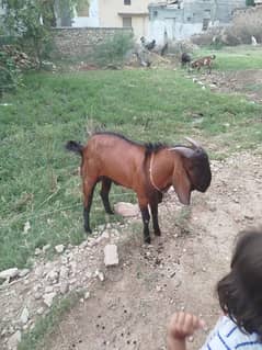 Qurbani Bakra donda for sale. .