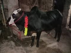 Bachera
