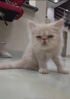 Persian Kittens for Sale (03003285107)