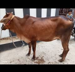 4 dant bachya cow