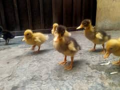 Duckling Pairs | Small Ducks | Birds
