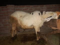 قربان کے لے بکرے گھر کے پلے ہوئے