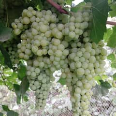 Grapes