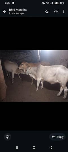 Qurbani