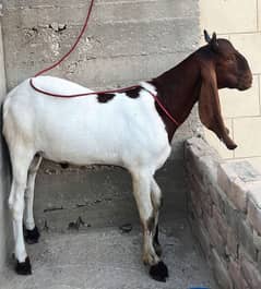 2 Daant Aandu Bakra