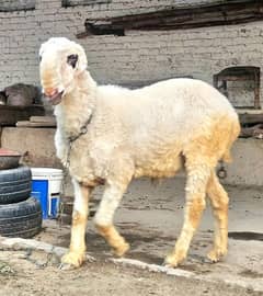 Qurbani