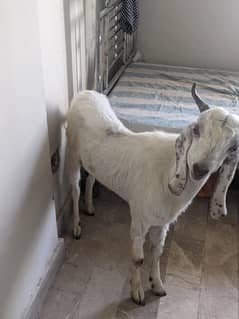 qurbani