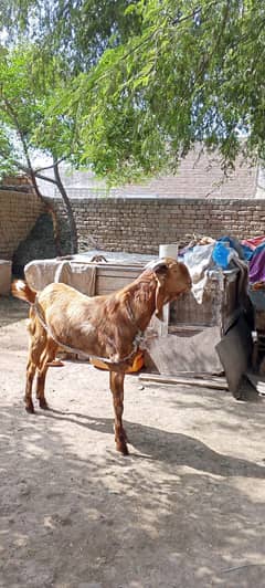 Desi