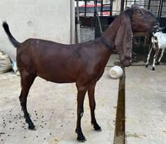 QURBANI 2025