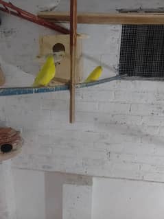 australian parrot