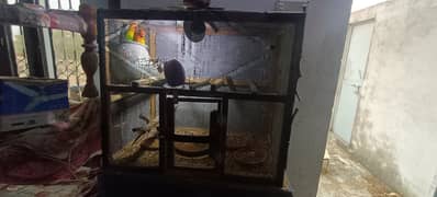 Parrot cages and budgies parrot sale