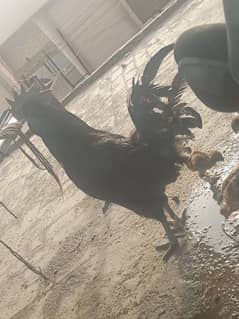 ayam cemani grey tounge for sale Ghar ka pala