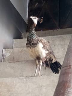 Peacock
