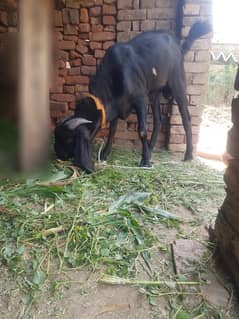 Eid Bakra