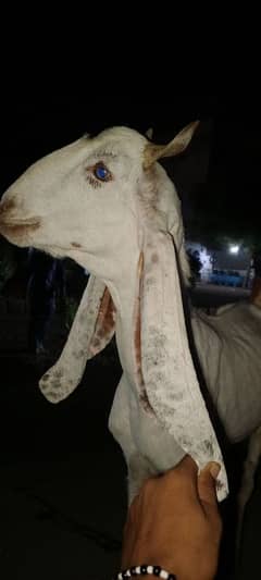 bakra