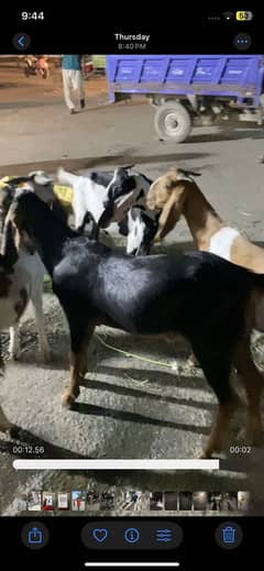 BAKARY FOR QURBANI