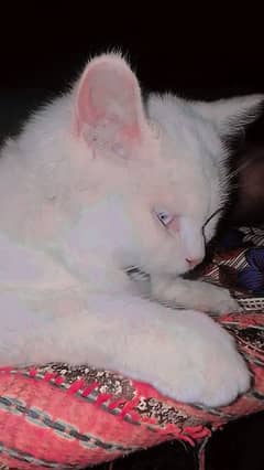 Persian