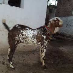 male goat