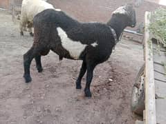 03436191468 is number per rabta karen