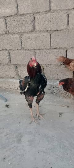 for