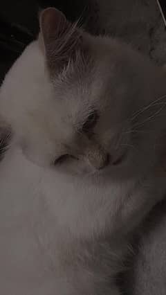 Persian cat double coat (blue eye) for sale