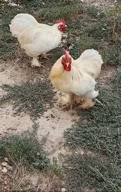 Bantum breading pair
