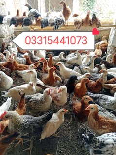 desi chozy for sale