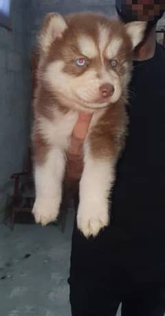 Husky puppies non pedigree