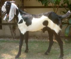Goat | Sheep | Bakra | Qurbani