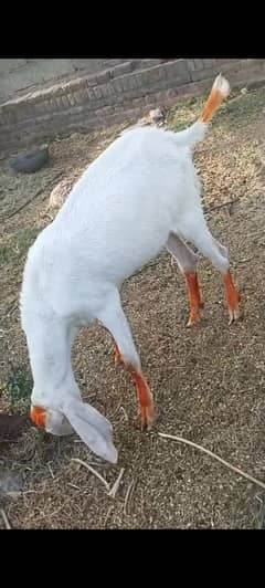 Qurbani