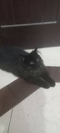 my 2 months little triple code Persian kitten in black colour
