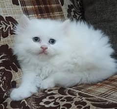 person cat for sale my WhatsApp number 03024805621