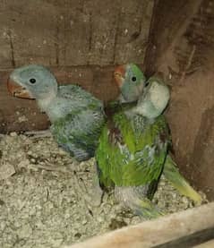 Kashmiri Raw Chicks Active & Healthy