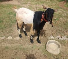 Bakra Weight 55 kg