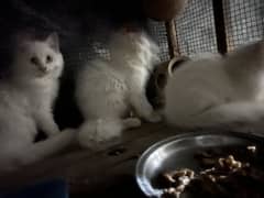 Persion cat