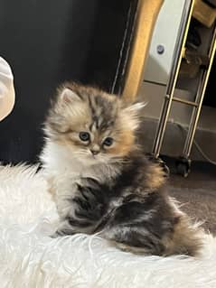 Persian four  coat