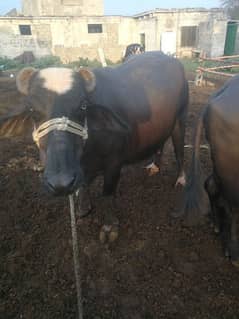 buffalo