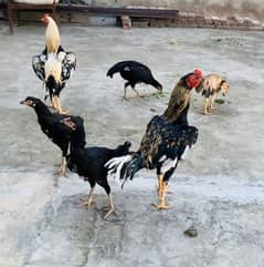 Thai cross Sindhi Aseel Pathiyan pathy for sale