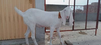 Qurbani