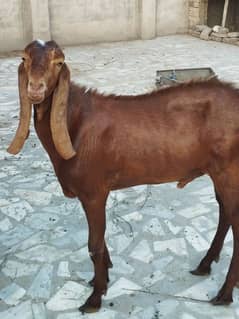 sahiwal bakra