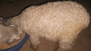sheep ka bacha for sale boda bacha Mundra kajla cras bacha